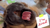 Pug Mops GIF