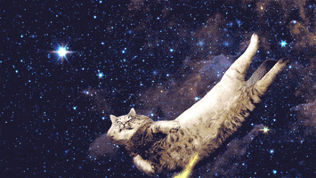 johnbeckers cat space pizza cats GIF