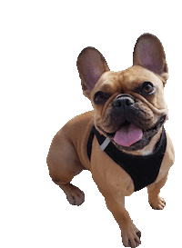 dog tnt Sticker by Tales&Tails