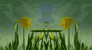 daffodil GIF