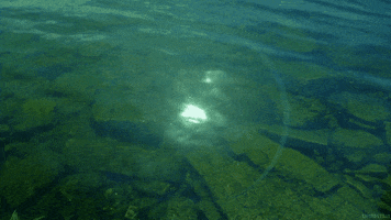 sun waves GIF by Living Stills