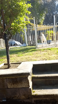 Adorable Dog Convinced He's Stuck Behind Fence