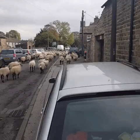Sheep Bring Traffic to a Halt in Un-Ewe-Sual Sight in North Yorkshire, England