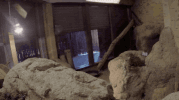 sandiegozoo cat animals nature cats GIF