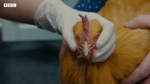 Bbc Two Iplayer GIF by BBC