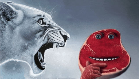 bsallacv2 giphyattribution meme memes giphycreatortest GIF