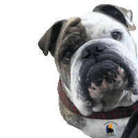 English Bulldog What Sticker by Southern California Bulldog Rescue