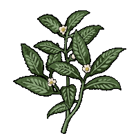 Flower Tea Sticker by TWGTeaOfficial