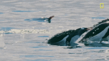 nat geo penguins GIF by National Geographic Channel