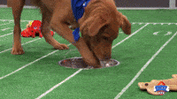 Josh Allenhound Excessive Water Bowl Use