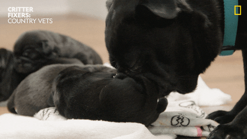 National Geographic Love GIF by Nat Geo Wild
