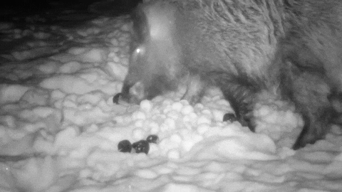 ingovalgma giphyupload february trailcam GIF