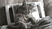 gatos GIF