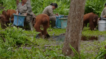 Rescue Center Orangutan Gives Lesson in Hand Hygiene