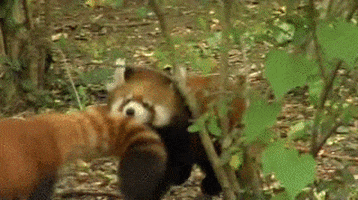 Red Panda GIF - Find & Share on GIPHY