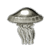 Stinging Black And White Sticker by The Wild Curiosity