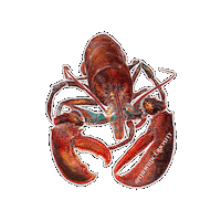 Deep Sea Ocean Sticker by The Wild Curiosity