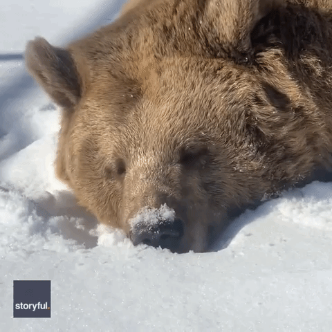 Jenny the bear tests the snow