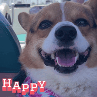 Happy GIF