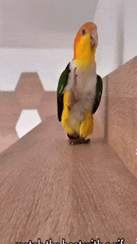 Cool Bird Showrun GIF