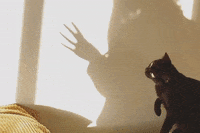 Playing Black Cat GIF