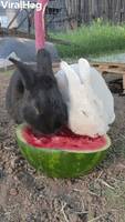 Adorable Bunnies Eat Watermelon Together