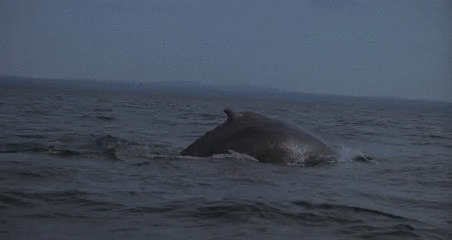 1988 GIF