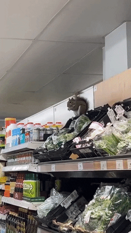 Squirrel Supermarket GIF by Storyful