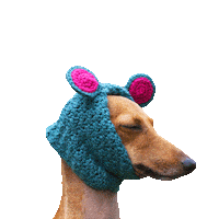 iggyjoey dog fashion la iggy Sticker