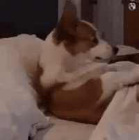Dog Sleep GIF by Respective