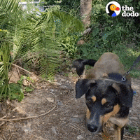 Cat Dog GIF by The Dodo