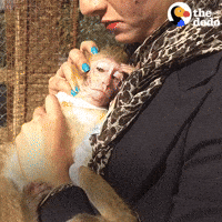 Cat Pet GIF by The Dodo