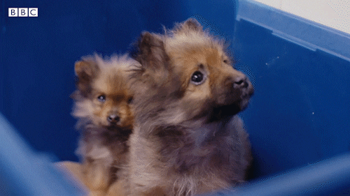 Bbc Two Iplayer GIF by BBC