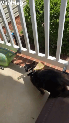 Keeping Kitty on the Porch