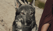 Wolf GIF by Lobos 1707 Tequila