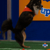 Animal Planet Football GIF by Puppy Bowl