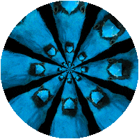 Bird Spiral Sticker by Feliks Tomasz Konczakowski