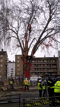 England's 'Tree of the Year' Felled in Hackney to Make Way for Development