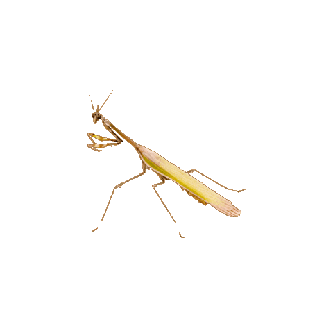 Stick Insect Sticker by Avonturia