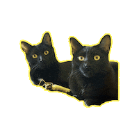 Black Cat Cats Sticker by Smitten Kitten