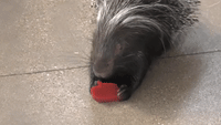 Animals Enjoy Heart-Shaped Snacks Ahead of Valentine's Day at Chicago Zoo