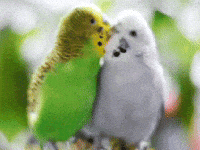 bird love GIF