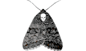 moth STICKER