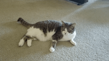 cats kitty GIF