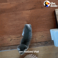 Baby Animal Cats GIF by The Dodo