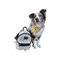 Aussie Lazy Egg Sticker by Geekster Pets