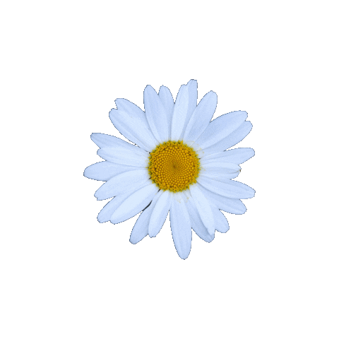 flower daisy Sticker
