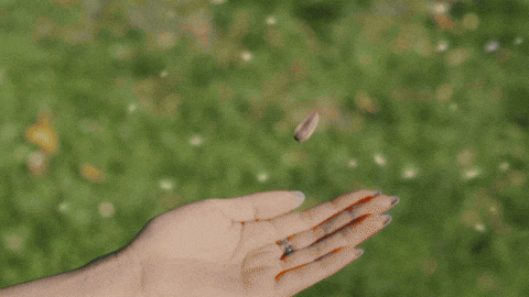 addamakpop giphyupload nature flowers park GIF