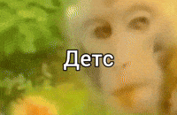 Monkey Dets GIF