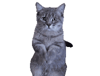 Cat Pray Sticker by Yêu Lu